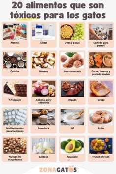 Tabla de alimentos tóxicos y seguros para gatos