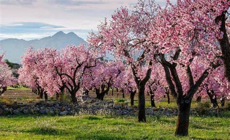 Campo de almendros en plena floración con flores rosas y blancas