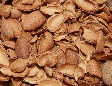 Comparación de almendras de cáscara dura y blanda