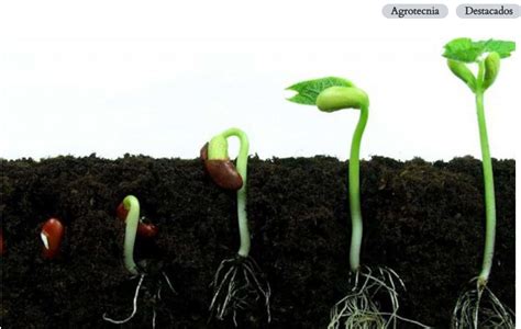 Proceso de germinación del boniato