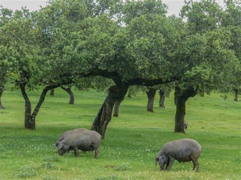 Cerdo Duroc en dehesa extremeña
