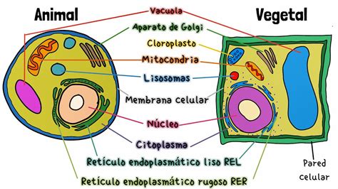 Diferencias entre cuajo animal, vegetal y microbiano