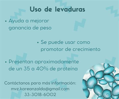 Infografía sobre el uso de levaduras en la nutrición animal y humana