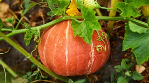calabaza pattypan en el huerto