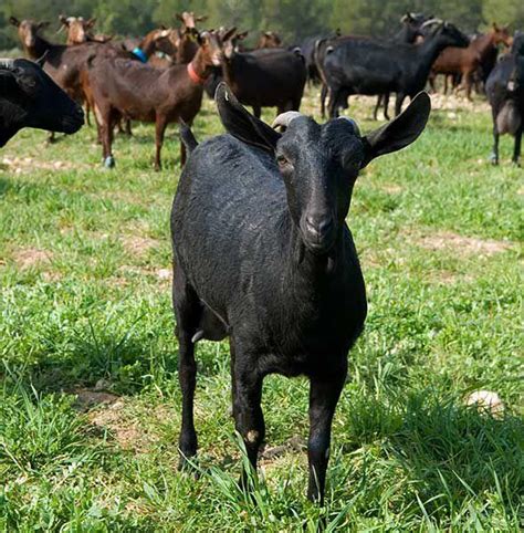 Cabras de raza murciano-granadina pastando en libertad