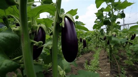Campo de cultivo de berenjenas
