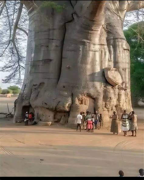 Tronco masivo de un baobab con personas para escala