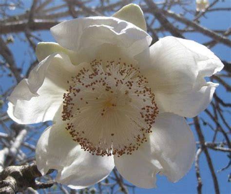 Flor de baobab africano