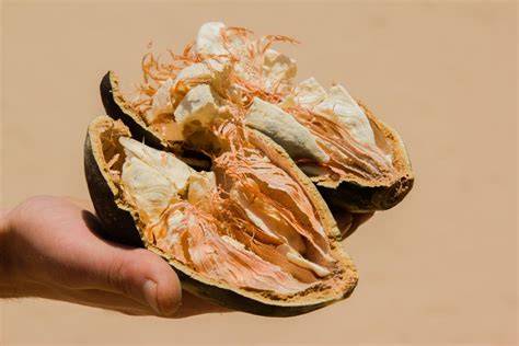 Fruto del baobab africano, conocido como pan de mono