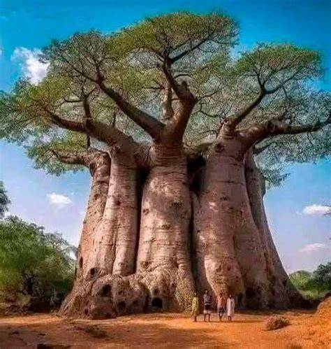 Comparativa visual de las diferentes especies de baobab