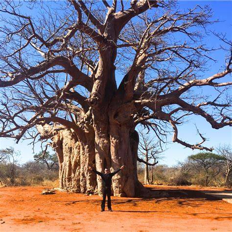 El Baobab Sagole, el baobab vivo más grande de África
