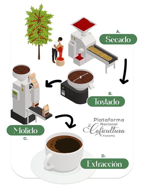 Comparativa visual de granos de café desde verde hasta oscuro