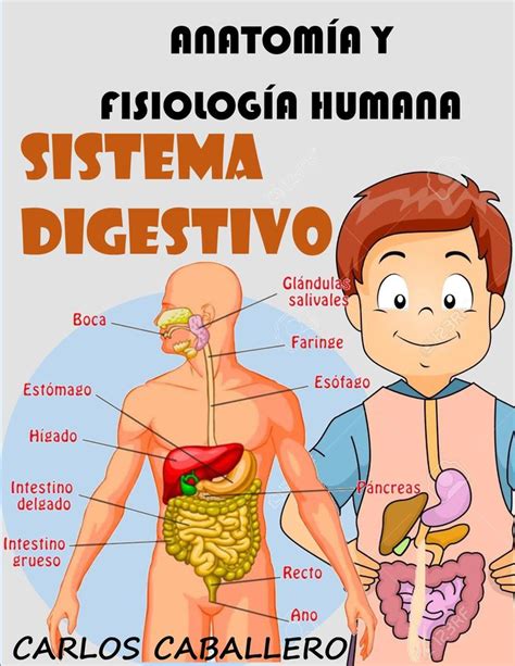 Ilustración del sistema digestivo y cómo la fibra ayuda