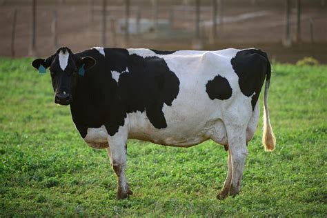 Vaca lechera en un pastizal
