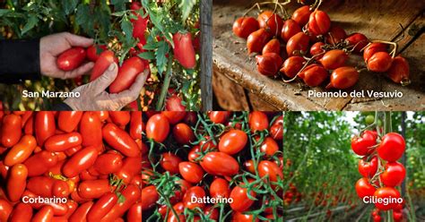 Infografía sobre las variedades de tomate italiano y sus usos