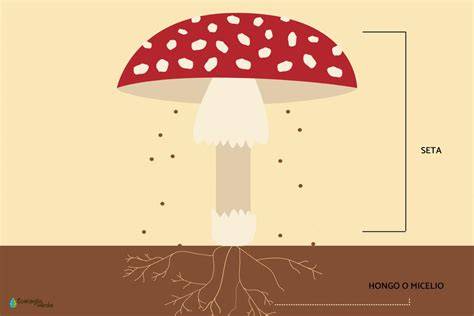 Infografía: Diferencia entre hongo y seta