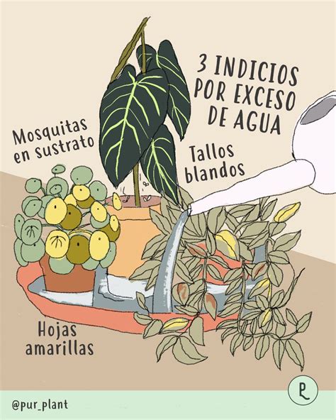 Esquema de las consecuencias del exceso de riego en las plantas