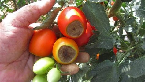 Tomate con pudrición apical