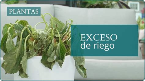 Pasos para recuperar una planta con exceso de riego