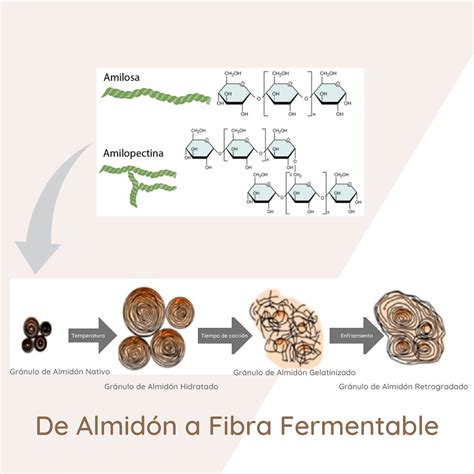 Esquema de transformación del almidón en almidón resistente