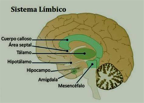 Cerebro humano mostrando el sistema límbico y conexiones olfativas