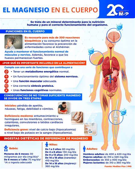 Infografía: Funciones del magnesio en el cuerpo humano