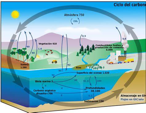 Esquema del ciclo del carbono
