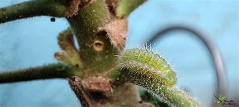 Tallos de geranio con orificios causados por la larva de Cacyreus marshalli