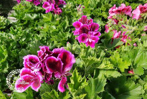 Variedades de Geranium (geranios botánicos) en flor