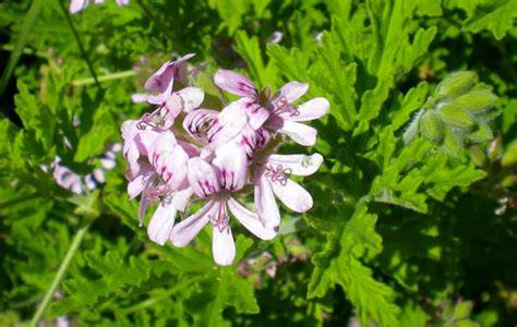 Pelargonium graveolens con sus hojas aromáticas