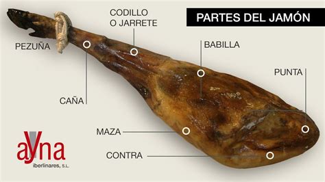 Anatomía de la pata del jamón ibérico con indicación de sus partes principales