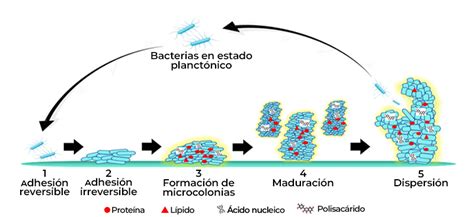 Esquema de la formación de una biopelícula en una superficie
