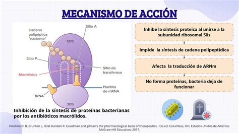 Mecanismo de acción de la Finasterida