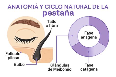 Estructura y anatomía de las pestañas