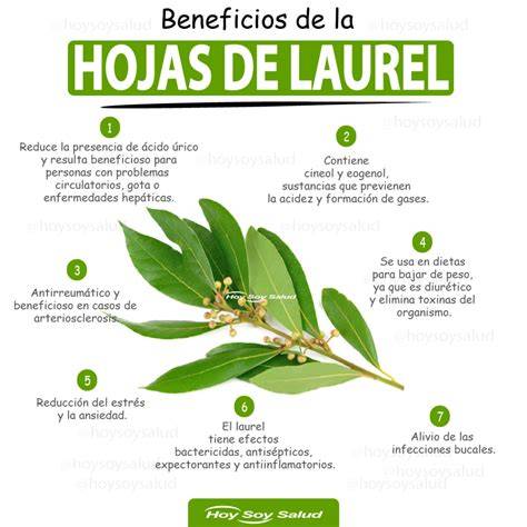 Propiedades y usos del laurel