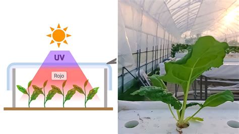 Esquema de las condiciones ideales de luz solar para el cultivo de calabazas