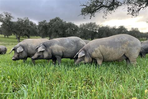 Cerdo 100% ibérico en la dehesa