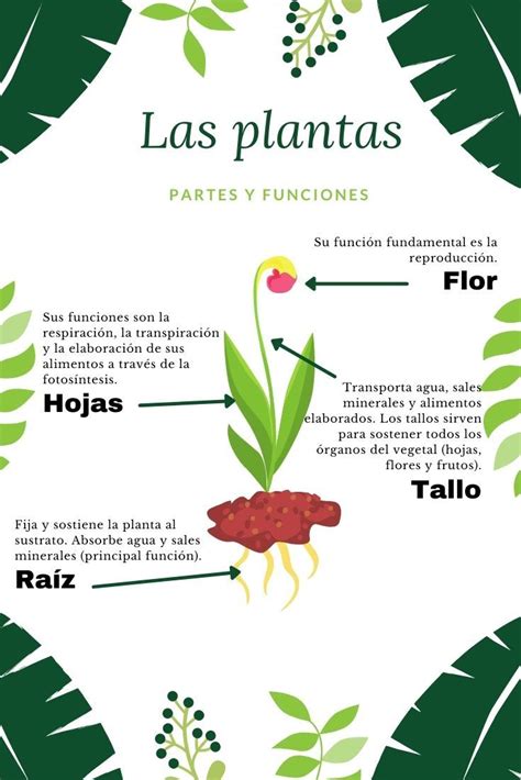 Infografía de la anatomía de la planta de berenjena: raíz, tallo, hojas, flores y frutos