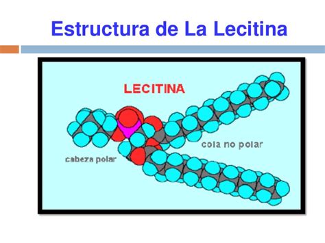 Estructura molecular de una lectina