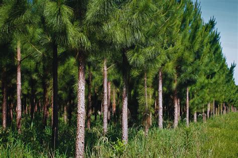 Plantación de árboles de pino caribeño en Brasil