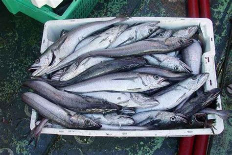 Barcos arrastreros pescando merluza del Pacífico