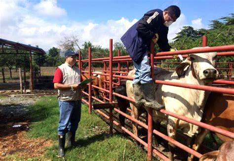 Ganaderos trabajando en una cooperativa