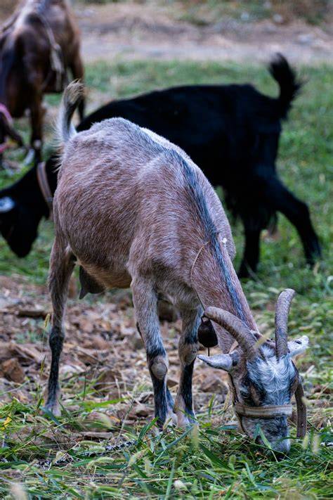 Cabras pastando en un entorno natural