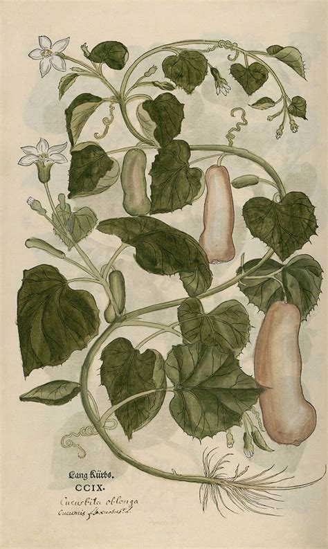 Ilustración botánica de la Lagenaria siceraria mostrando hojas, flores y frutos