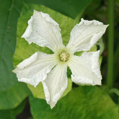 Condiciones de cultivo para la Lagenaria siceraria