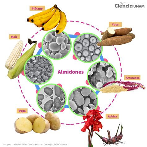 Texturas y propiedades de diferentes almidones