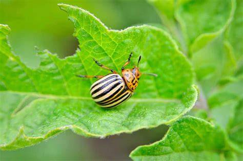 Escarabajos rayados del pepino en una hoja de cucurbitácea