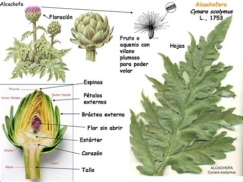 Esquema de las partes de una alcachofa