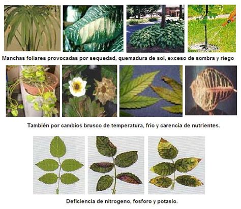 Comparación de manchas foliares de Alternaria y otras enfermedades fúngicas