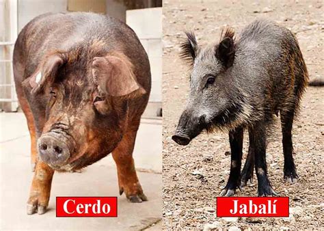 Diferencias entre cerdo doméstico y jabalí